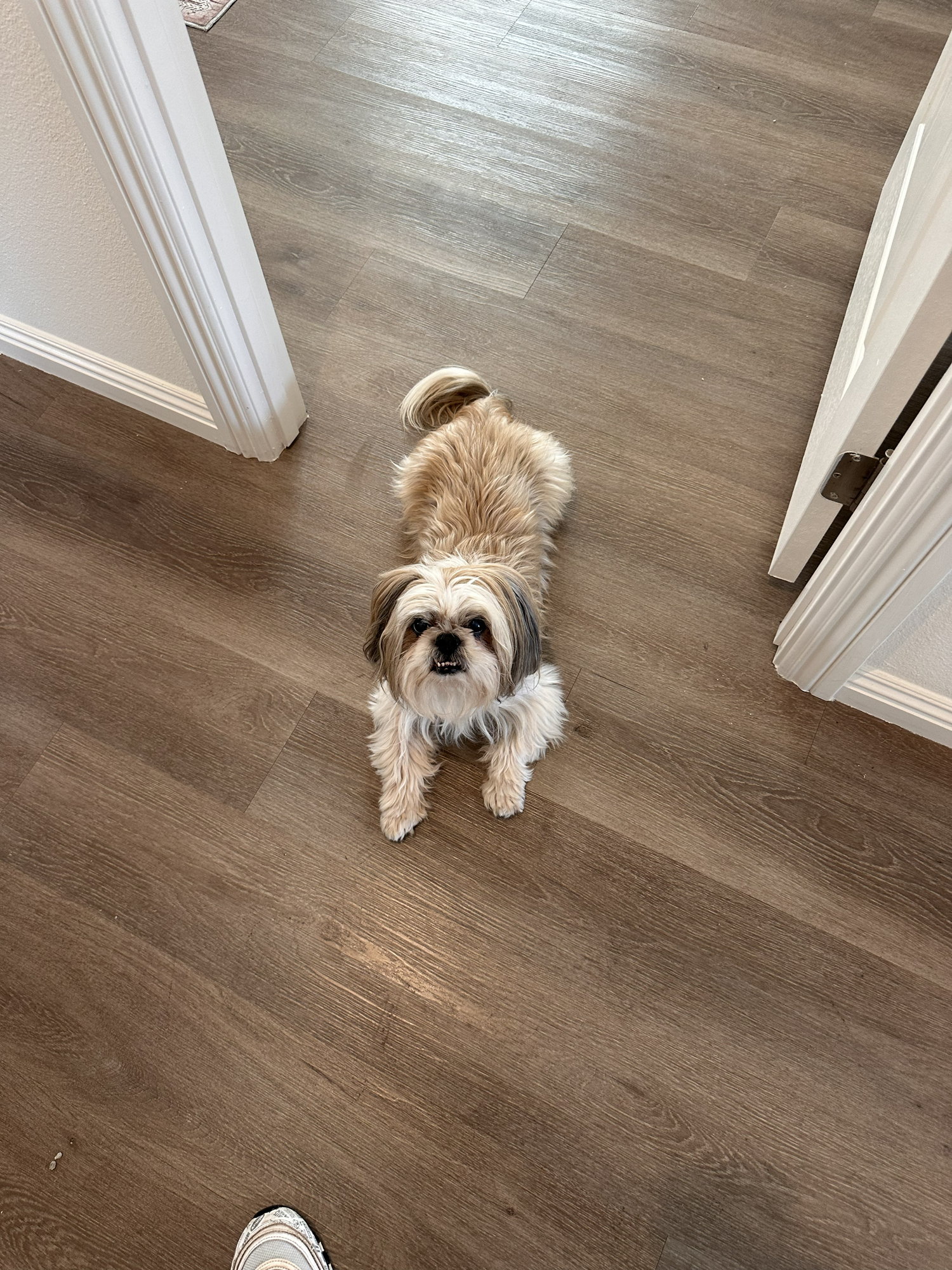 Louie, WMREM's Shih Tzu assistant, standing indoors and looking up at the camera