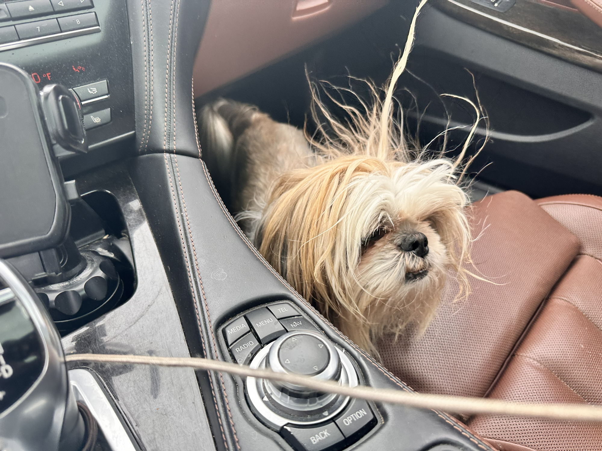 Louie, WMREM's Shih Tzu assistant, resting after three real estate photography shoots